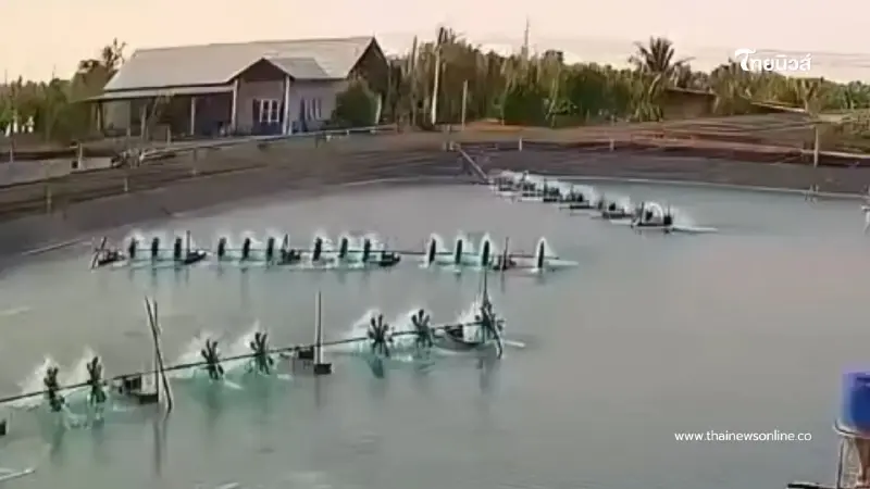 สลดคนงานบ่อกุ้งถูกเครื่องยอยเกี่ยวขากางเกง หมุนฟาดร่าง 16 ครั้ง สลดคนงานบ่อกุ้งถูกเครื่องยอยเกี่ยวขากางเกง หมุนฟาดร่าง 16 ครั้ง