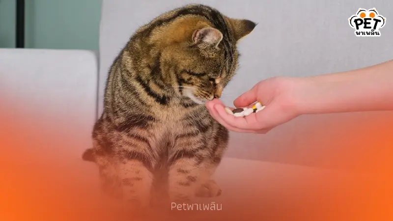 ทุกบ้านใช้ได้ เทคนิคป้อนยาแมวสุดง่าย ดื้อแค่ไหนก็เอาอยู่ ทุกบ้านใช้ได้ เทคนิคป้อนยาแมวสุดง่าย ดื้อแค่ไหนก็เอาอยู่