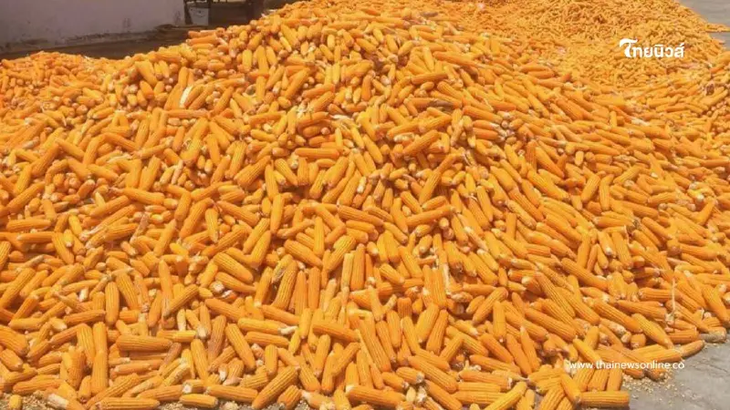 ยืนยันนำเข้า ข้าวโพดเลี้ยงสัตว์ 1 ล้านตัน จากสหรัฐฯ ไม่ใช่ปัญหา ยืนยันนำเข้า ข้าวโพดเลี้ยงสัตว์ 1 ล้านตัน จากสหรัฐฯ ไม่ใช่ปัญหา