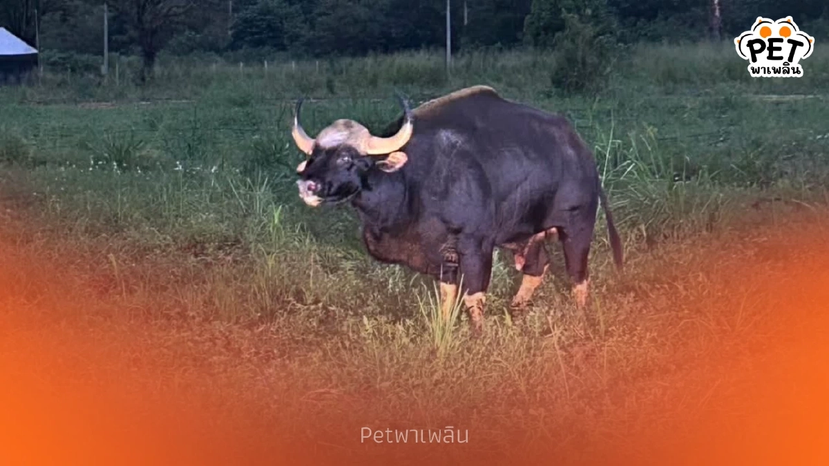 กระทิงบาดเจ็บโผล่วัดดังปากช่อง! จนท.เร่งช่วยเหลือกลางดึก กระทิงบาดเจ็บโผล่วัดดังปากช่อง! จนท.เร่งช่วยเหลือกลางดึก