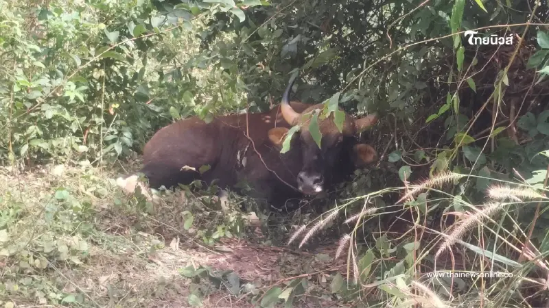 เร่งช่วยกระทิงป่าเจ็บสาหัส! พบปืนผูกโผล่นอกอุทยาน 2 กระบอก