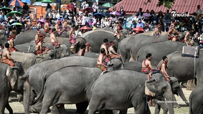 งานแสดงช้างสุรินทร์ 2568 ยิ่งใหญ่ 7 องก์ เปิดตำนานช้างคู่เมืองที่คุณไม่เคยรู้ งานแสดงช้างสุรินทร์ 2568 ยิ่งใหญ่ 7 องก์ เปิดตำนานช้างคู่เมืองที่คุณไม่เคยรู้