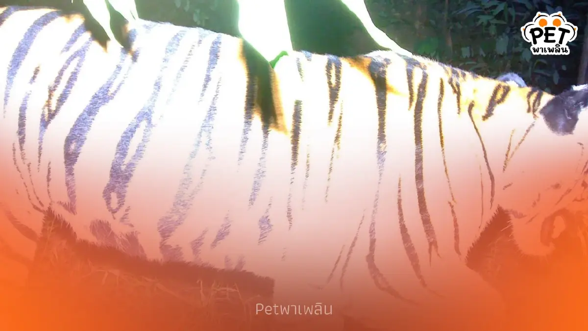 ข่าวดีพบ ลูกเสือโคร่งไทรโยค ตัวใหม่ ยืนยันป่าไทยยังอุดมสมบูรณ์