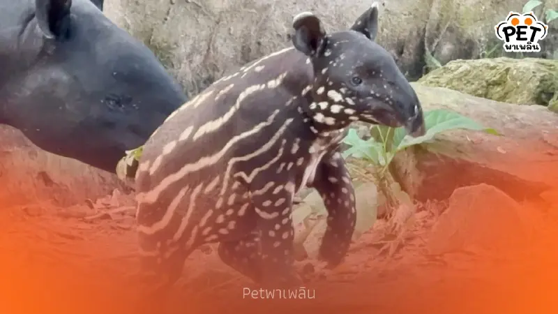 สวนสัตว์เขาเขียวชวนโหวตชื่อ “ลูกสมเสร็จ” พร้อมลุ้นรางวัลมากมาย สวนสัตว์เขาเขียวชวนโหวตชื่อ “ลูกสมเสร็จ” พร้อมลุ้นรางวัลมากมาย