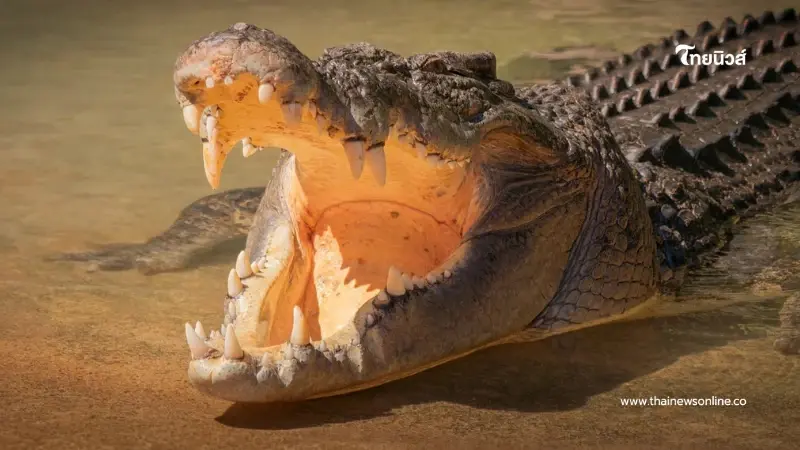 ด.ช.10 ขวบถูกจระเข้ยักษ์ จู่โจม - ลากลงแม่น้ำ ต่อหน้าชาวบ้าน