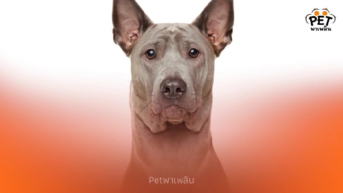 รู้จัก สุนัขไทยหลังอาน พันธุ์แท้สุดหายาก นักล่าแสนภักดีแห่งสยาม รู้จัก สุนัขไทยหลังอาน พันธุ์แท้สุดหายาก นักล่าแสนภักดีแห่งสยาม