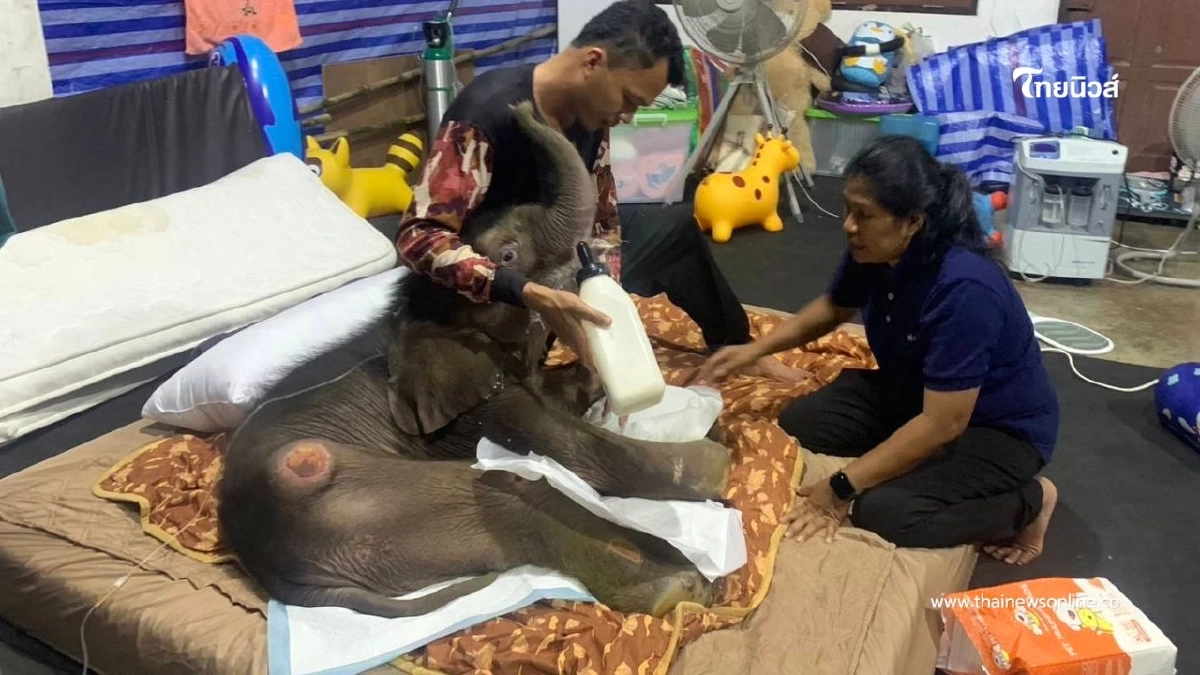 "ข้าวต้ม" สู้ชีวิต ทีมสัตวแพทย์เร่งรักษาติดเชื้อไวรัสเฮอร์ปีส์