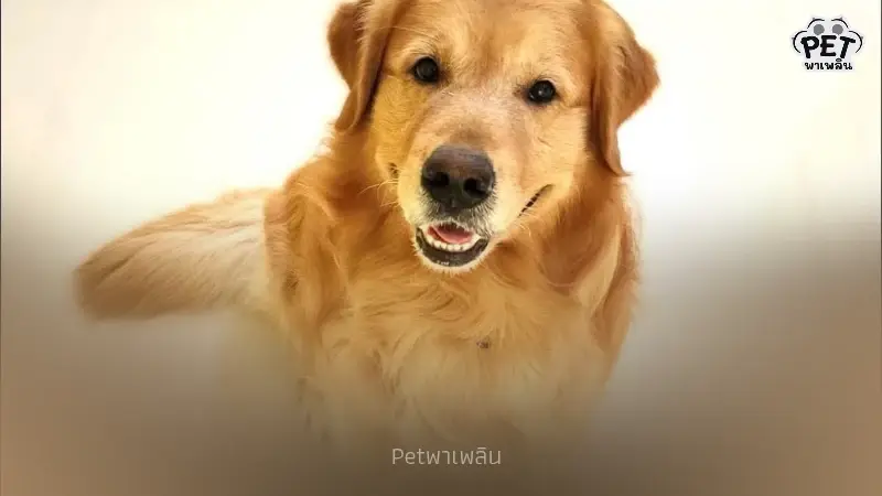 “ต๊ะ นารากร” ผู้ประกาศข่าวชื่อดัง โพสต์ช่วยหาบ้านใหม่ให้ลาเต้