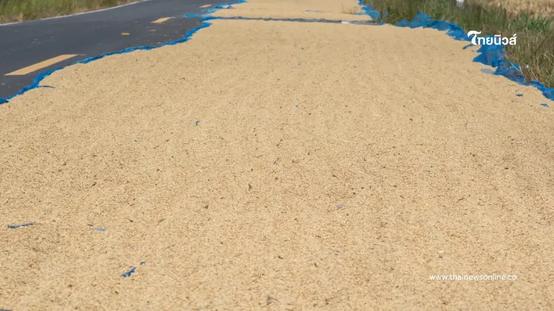 เลิกทำ! กฎหมายฟันหนัก ตากข้าวบนถนนหลวง ทั้งจำทั้งปรับ