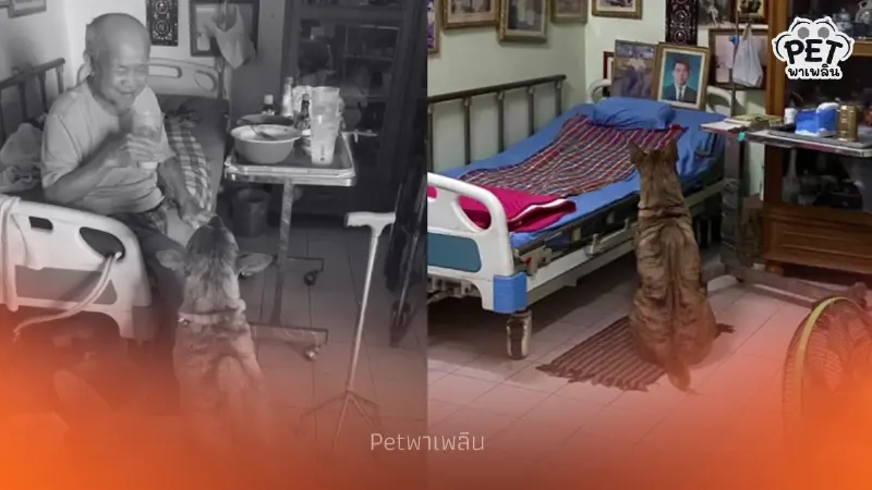 ซื่อสัตย์หมดหัวใจ! ไทเกอร์นอนเฝ้ารอยก๋งไม่เคยจางตลอด 5 ปี