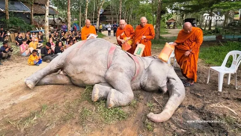 สุดอาลัย "พังสร้อยฟ้า" จากไปอย่างสงบ หลังอาการทรุดหนัก สุดอาลัย "พังสร้อยฟ้า" จากไปอย่างสงบ หลังอาการทรุดหนัก