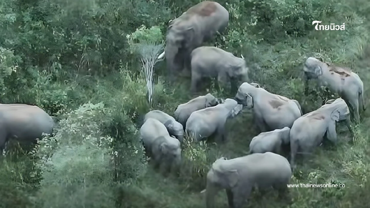 พบ "โขลงช้างป่า" 40 ตัว ในเขตรักษาพันธุ์สัตว์ป่าดงใหญ่