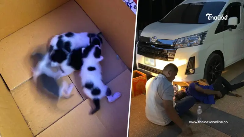 ทะเบียนรถพระเกจิดัง "หลวงปู่จื่อ" หลังแม่แมวมาคลอดลูกใต้ท้องรถ