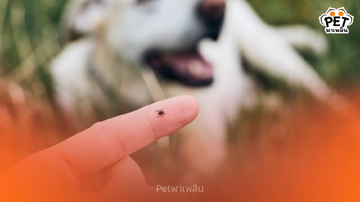 "เตือนโรคติดเชื้อไวรัสจากเห็บสู่คน ระบาดหนักปีใน 68"