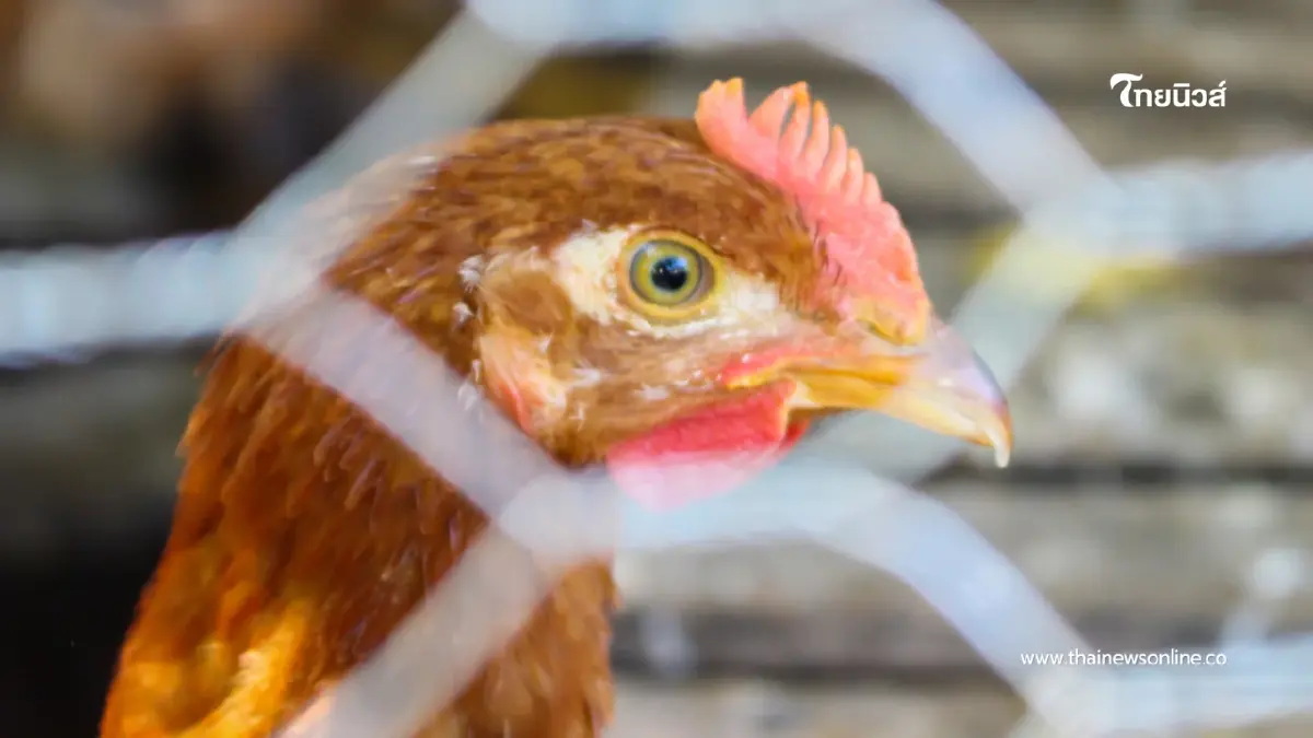 ผวา สหรัฐฯ พบ ไข้หวัดนก H5N5 ติดเชื้อในคนครั้งแรก กลุ่มเสี่ยงระวัง ผวา สหรัฐฯ พบ ไข้หวัดนก H5N5 ติดเชื้อในคนครั้งแรก กลุ่มเสี่ยงระวัง