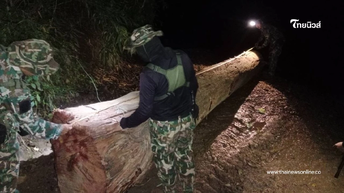 อช.ศรีลานนาจับชายรับจ้างเฝ้าไม้ หลังพบลักลอบตัดประดู่ 12 ท่อน