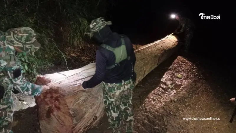 อช.ศรีลานนาจับชายรับจ้างเฝ้าไม้ หลังพบลักลอบตัดประดู่ 12 ท่อน