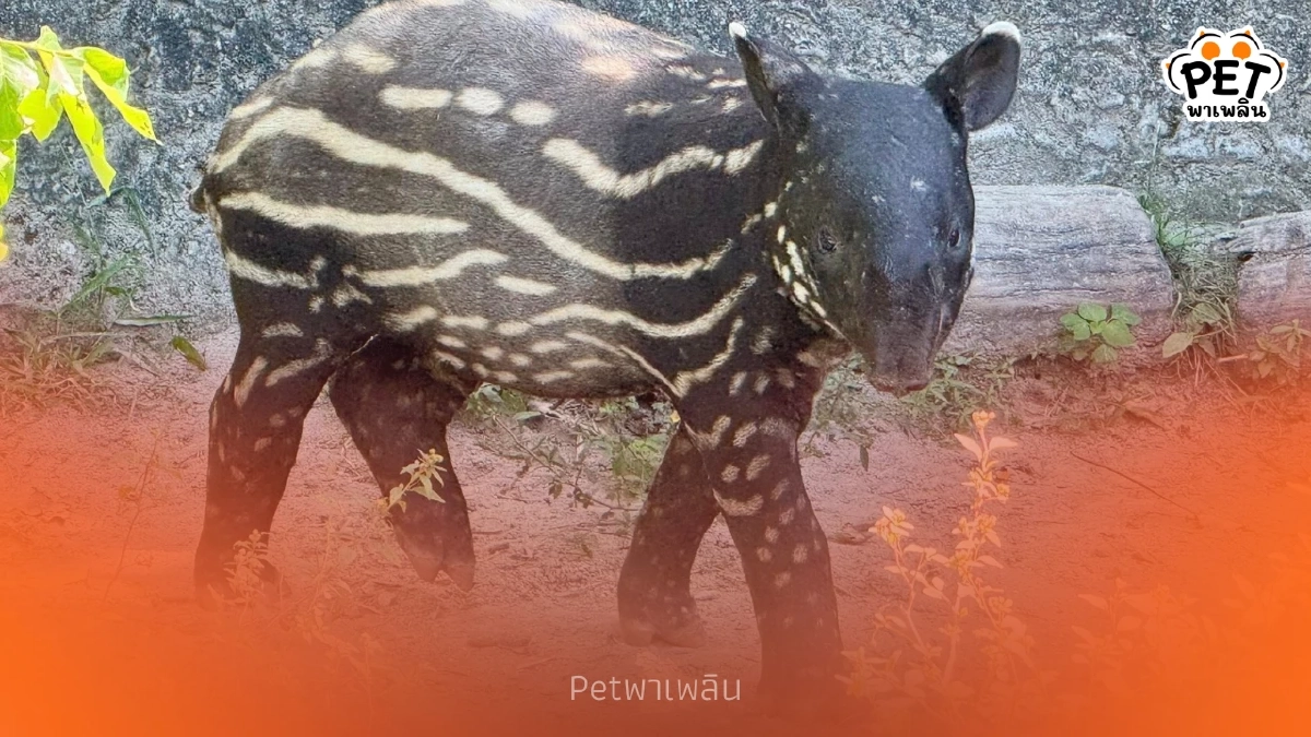 ได้ชื่อแล้ว เจ้า "ลูกสมเสร็จ" เกิดใหม่แห่งสวนสัตว์เปิดเขาเขียว