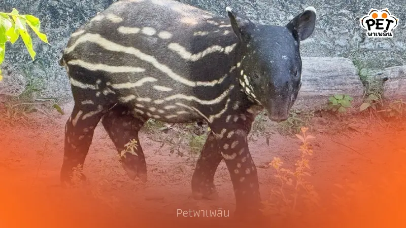 ได้ชื่อแล้ว เจ้า "ลูกสมเสร็จ" เกิดใหม่แห่งสวนสัตว์เปิดเขาเขียว