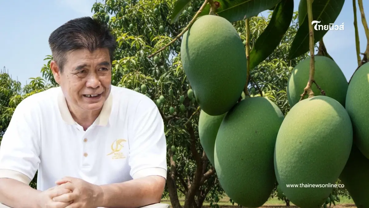 ทริคเด็ดชาวสวน "เปิดตาเรียกดอกมะม่วง" บานสะพรั่งทั้งใน-นอกฤดู
