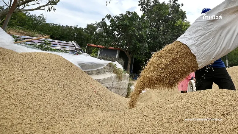 ชาวนายิ้มรับ ข้าวหอมสุรินทร์ราคาพุ่งแตะตันละ 1.3 หมื่น