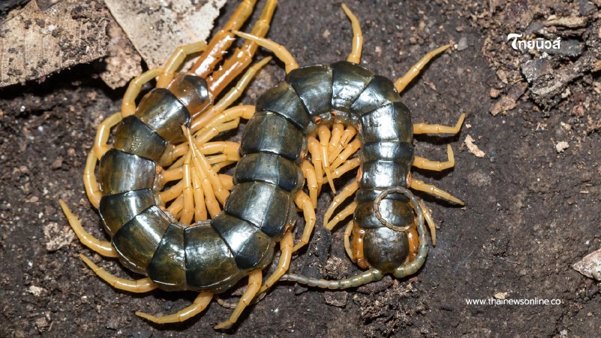 3 สิ่งหลักที่ ดึงดูดสัตว์มีพิษ หยุดทำตอนนี้ก่อนจะสายไป