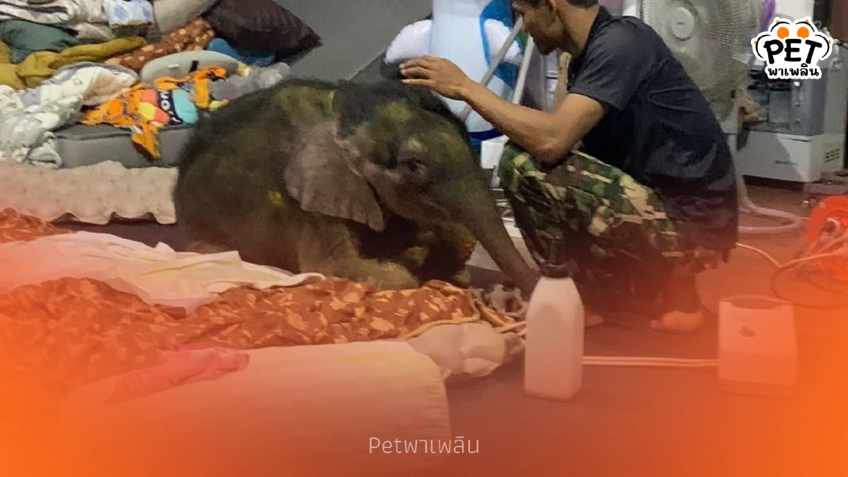 ทีมสัตวแพทย์รายงานอาการ “พังข้าวต้ม” ดีขึ้น แต่ยังต้องเฝ้า