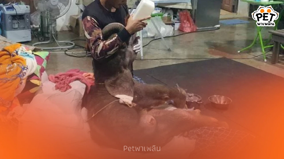 อาการ "พังข้าวต้ม" ทีมสัตวแพทย์ยังพบปัญหาระบบทางเดินอาหาร อาการ "พังข้าวต้ม" ทีมสัตวแพทย์ยังพบปัญหาระบบทางเดินอาหาร