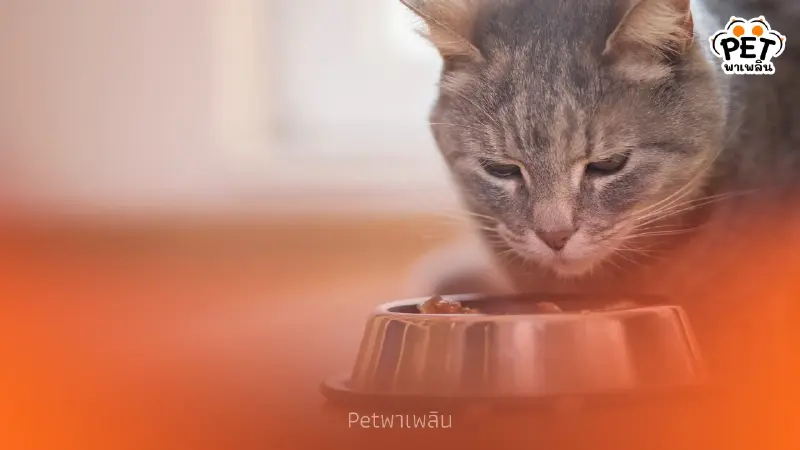 ทำไมแมวกินอาหารไม่หมดถ้วย? เผยเหตุผลและวิธีแก้เบื้องต้น