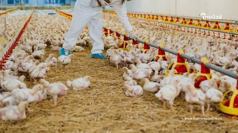 รัฐบาลเตือน! ระวังโรคระบาดสัตว์ปีกช่วงปลายฝนต้นหนาว รัฐบาลเตือน! ระวังโรคระบาดสัตว์ปีกช่วงปลายฝนต้นหนาว