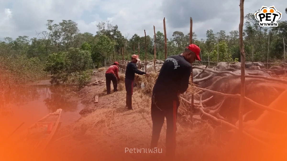 จนท.ทะเลน้อยลุยช่วยสัตว์เลี้ยงชาวบ้านที่ขาดอาหาร จากน้ำท่วม