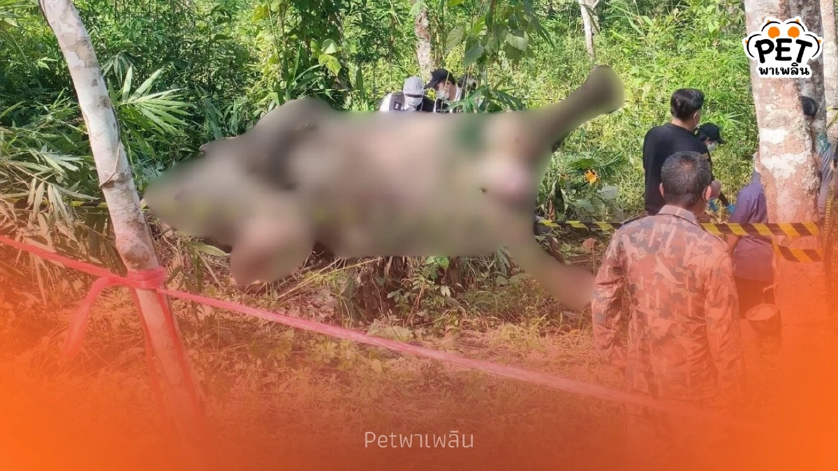 สัตวแพทย์ตรวจซากช้างป่า พบลูกตะกั่ว 6 เม็ด เร่งล่าคนลั่นไก