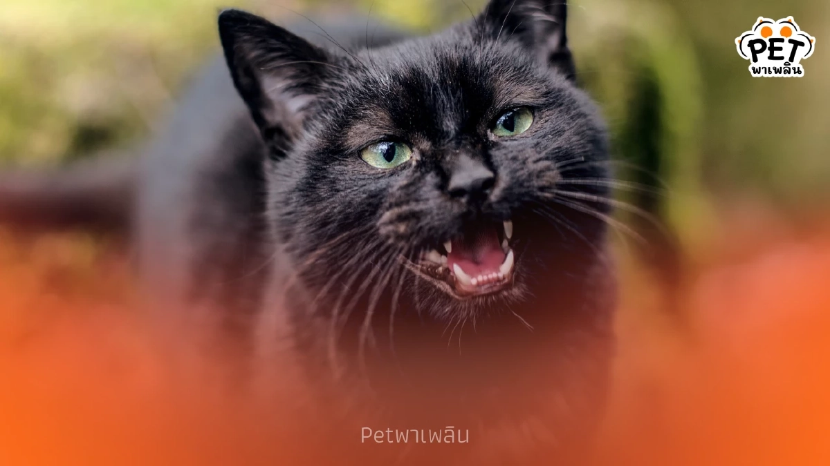 เผยความหมายเสียง แหงะๆ ของแมว บ่งบอกสัญชาตญาณนักล่าที่ซ่อนอยู่ เผยความหมายเสียง แหงะๆ ของแมว บ่งบอกสัญชาตญาณนักล่าที่ซ่อนอยู่