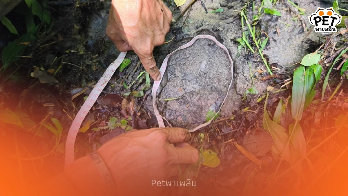 ลูกช้างป่าห้วยขาแข้งกลับคืนโขลงสำเร็จ หลังพบรอยแม่ช้างรับตัว