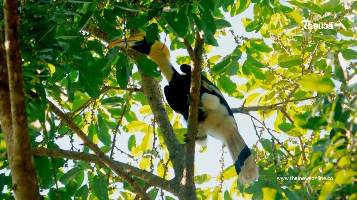 สัญญาณความสมบูรณ์ พบ "นกกก" ที่อช.ดอยผ้าห่มปก เป็นครั้งแรก
