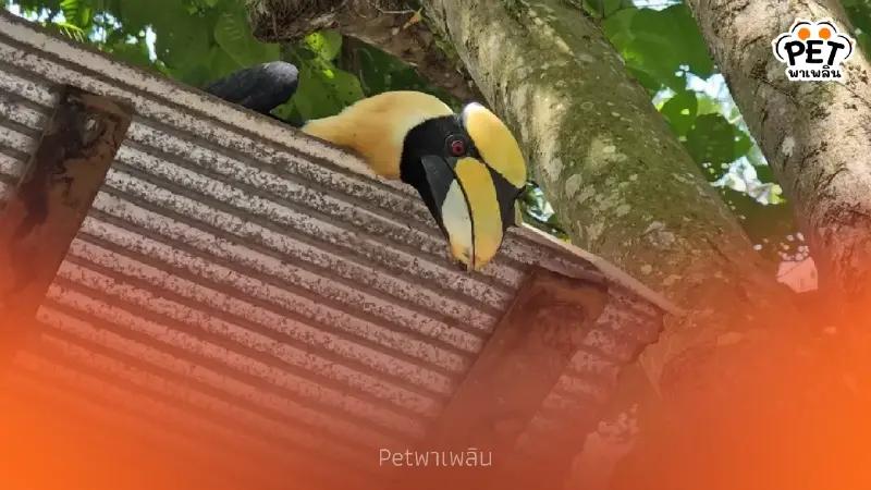 นกเงือก “มาแอะ” จากสัตว์บาดเจ็บ สู่เพื่อนรักนาวิกโยธิน นกเงือก “มาแอะ” จากสัตว์บาดเจ็บ สู่เพื่อนรักนาวิกโยธิน