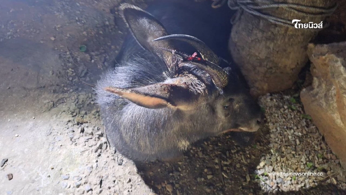 ช่วยทันเวลา! เจ้าหน้าที่สระบุรีช่วยเลียงผาบาดเจ็บ ส่งรักษา