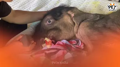 ลุ้นคืนนี้! “พังข้าวต้ม” ลูกช้างป่าพลัดหลง เตรียมถ่ายเลือด