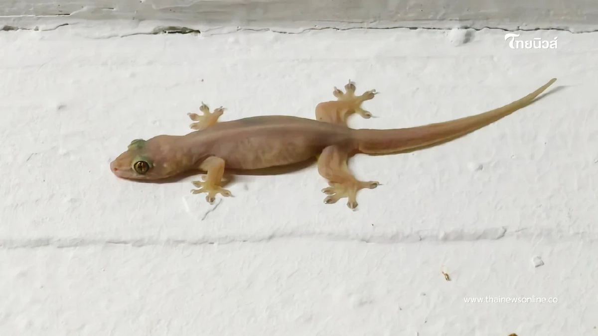 เผย 5 ของใช้ในบ้านที่ช่วยป้องกันจิ้งจกได้อย่างธรรมชาติ เผย 5 ของใช้ในบ้านที่ช่วยป้องกันจิ้งจกได้อย่างธรรมชาติ