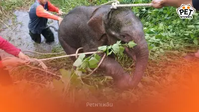 ลูกช้างพลัดหลงห้วยขาแข้งปลอดภัยแล้ว หลังระดมกำลังค้นหา 5 วัน