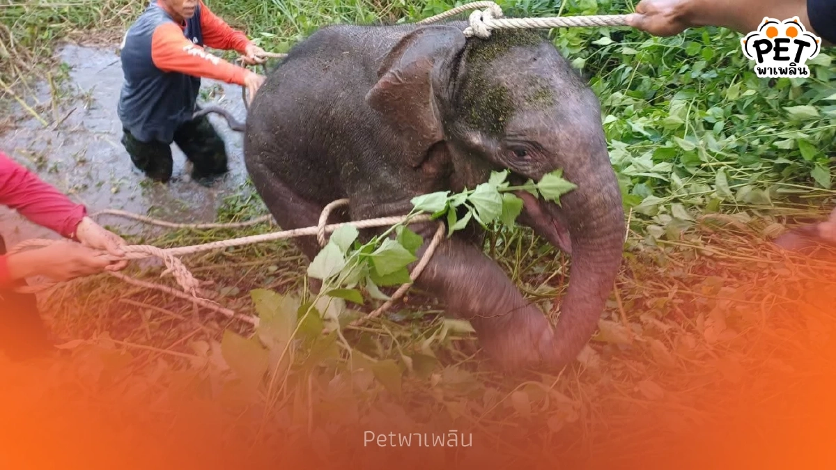 ลูกช้างพลัดหลงห้วยขาแข้งปลอดภัยแล้ว หลังระดมกำลังค้นหา 5 วัน ลูกช้างพลัดหลงห้วยขาแข้งปลอดภัยแล้ว หลังระดมกำลังค้นหา 5 วัน