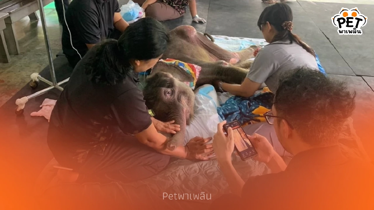 คืบหน้าอาการ ‘พังข้าวต้ม’ ทีมสัตวแพทย์ดูแลใกล้ชิดต่อเนื่อง