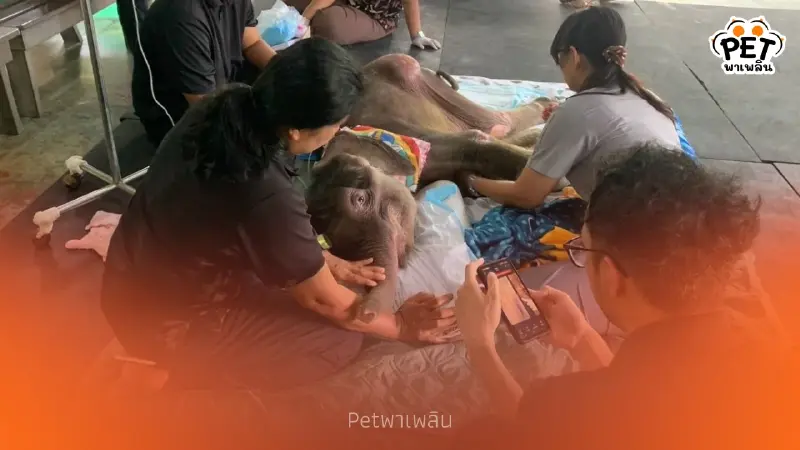 คืบหน้าอาการ ‘พังข้าวต้ม’ ทีมสัตวแพทย์ดูแลใกล้ชิดต่อเนื่อง คืบหน้าอาการ ‘พังข้าวต้ม’ ทีมสัตวแพทย์ดูแลใกล้ชิดต่อเนื่อง