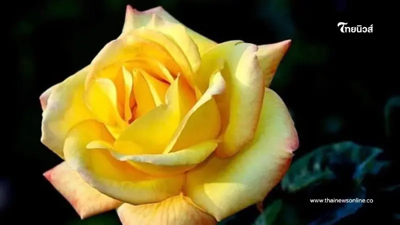 เปิดลิสต์ ดอกไม้ที่ใช้พระนามาภิไธย "สิริกิติ์" เทิดพระเกียรติสมเด็จพระพันปีหลวง เปิดลิสต์ ดอกไม้ที่ใช้พระนามาภิไธย "สิริกิติ์" เทิดพระเกียรติสมเด็จพระพันปีหลวง