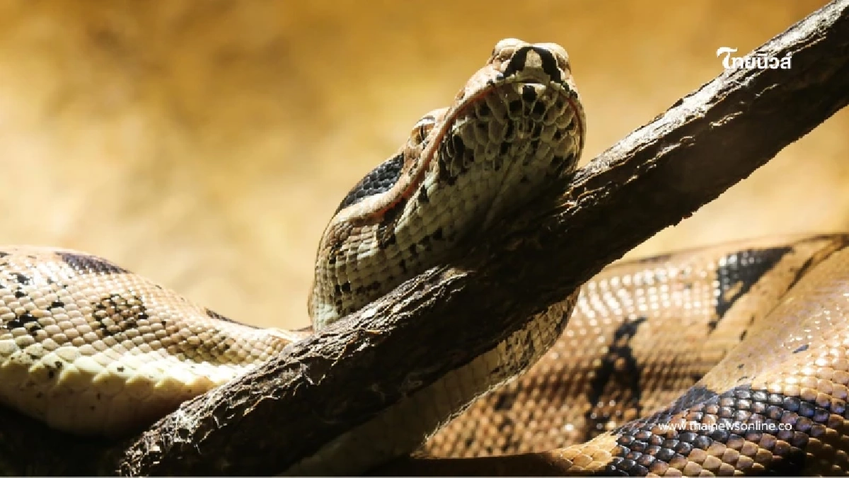 นักจับงูมากประสบการณ์ โดนงูเหลือมลากลงน้ำต่อหน้ากลุ่ม นทท. นักจับงูมากประสบการณ์ โดนงูเหลือมลากลงน้ำต่อหน้ากลุ่ม นทท.