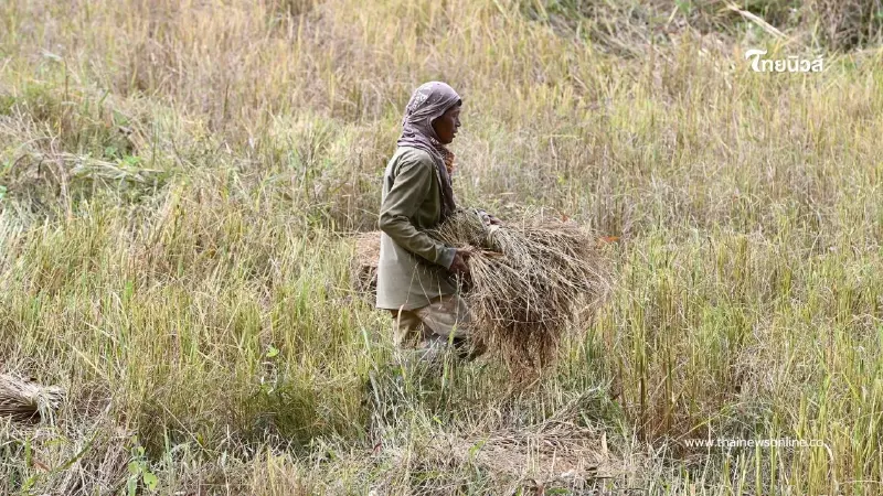 ตึงเครียดชายแดน! ชาวบักไดเร่งเกี่ยวข้าว–พร้อมอพยพ 24 ชม. ตึงเครียดชายแดน! ชาวบักไดเร่งเกี่ยวข้าว–พร้อมอพยพ 24 ชม.