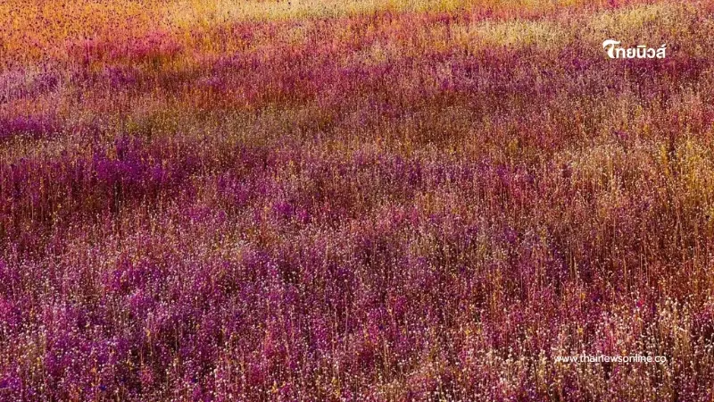อลังการ! “ทุ่งดอกไม้นามพระราชทาน” บานสะพรั่งกลางป่าอุบลฯ