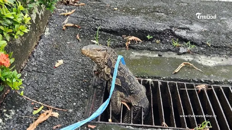 กู้ภัยคลองเตยระทึก! ช่วย "ตัวเงินตัวทอง" ติดท่อระบายน้ำ