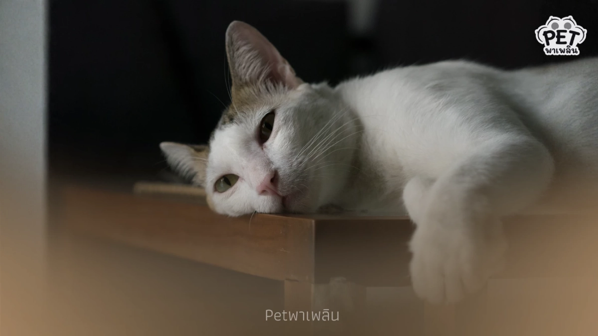 แมวซึมหลังเสียเพื่อนร่วมบ้าน นี่คือสัญญาณความเหงาใช่ไหม?