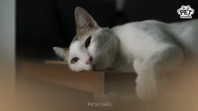 แมวซึมหลังเสียเพื่อนร่วมบ้าน นี่คือสัญญาณความเหงาใช่ไหม?
